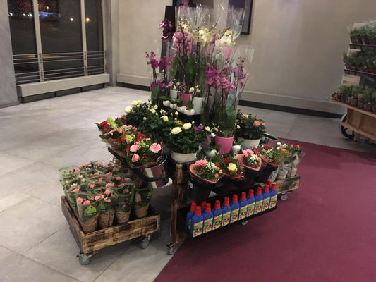 Blumenmöbel Aurich 3-er Set Tisch als Würfel ***