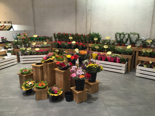 Blumenwürfel Modell Aurich SET 10 Würfel in 5 versch. Höhen